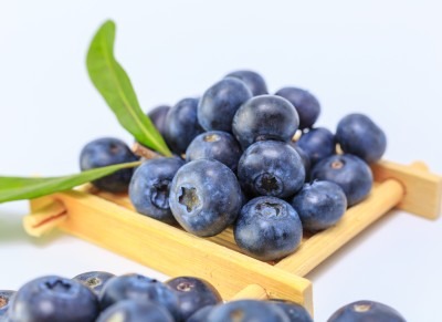 Perbedaan Antara Wild dan Cultivated Blueberry